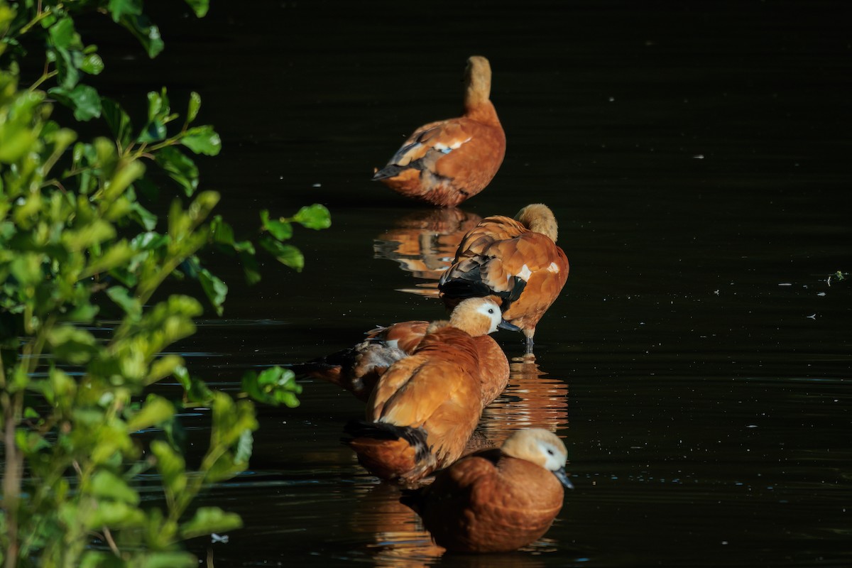 Ruddy Shelduck - ML621256254