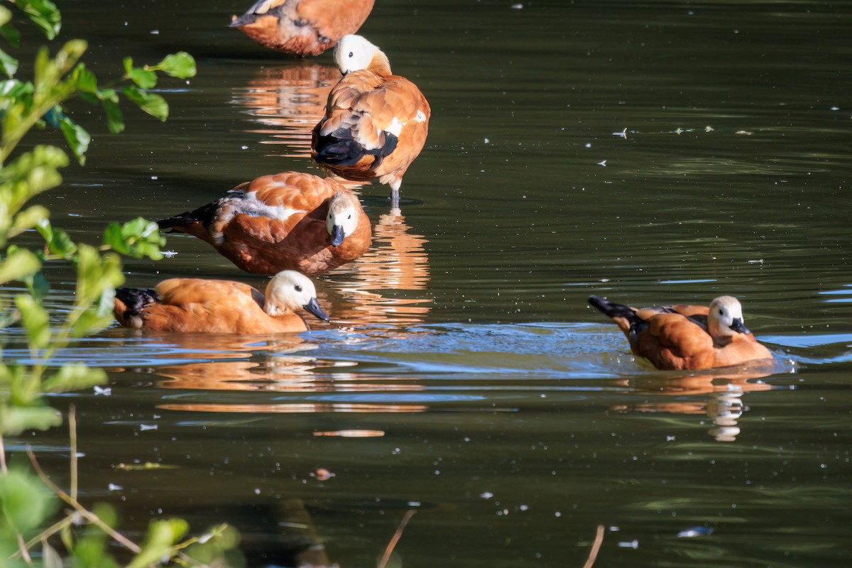 Ruddy Shelduck - ML621256255