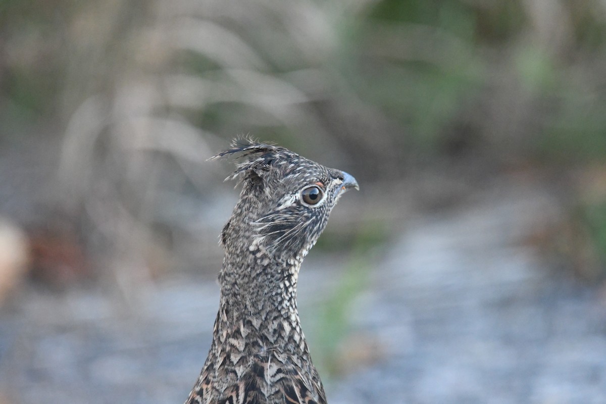 Ruffed Grouse - ML621256332