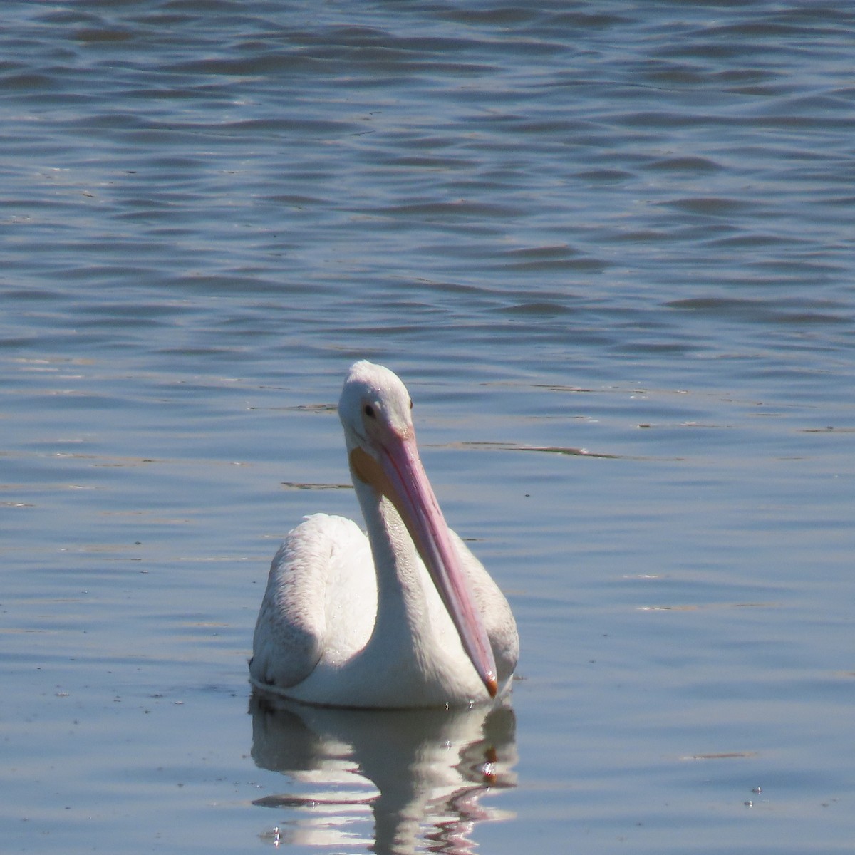 pelikán severoamerický - ML621256333