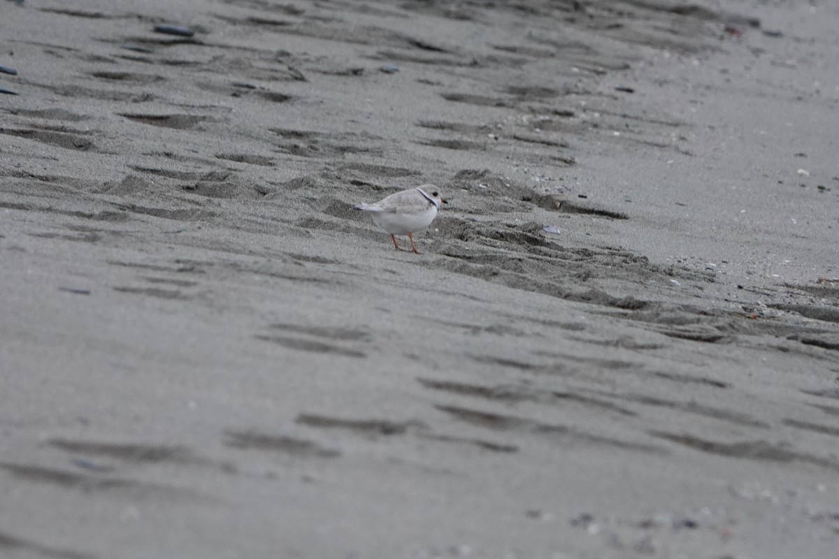 Piping Plover - ML621256335