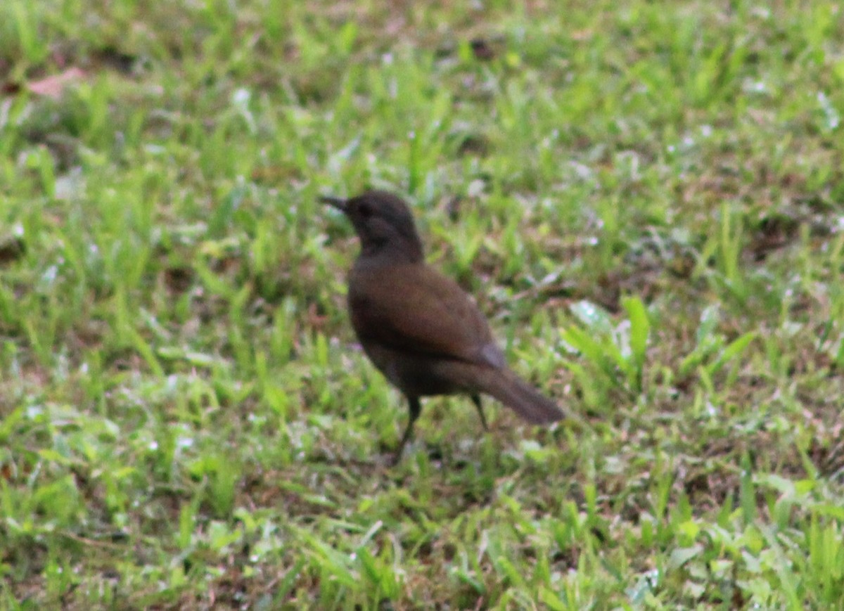 Pale-breasted Thrush - ML621256336
