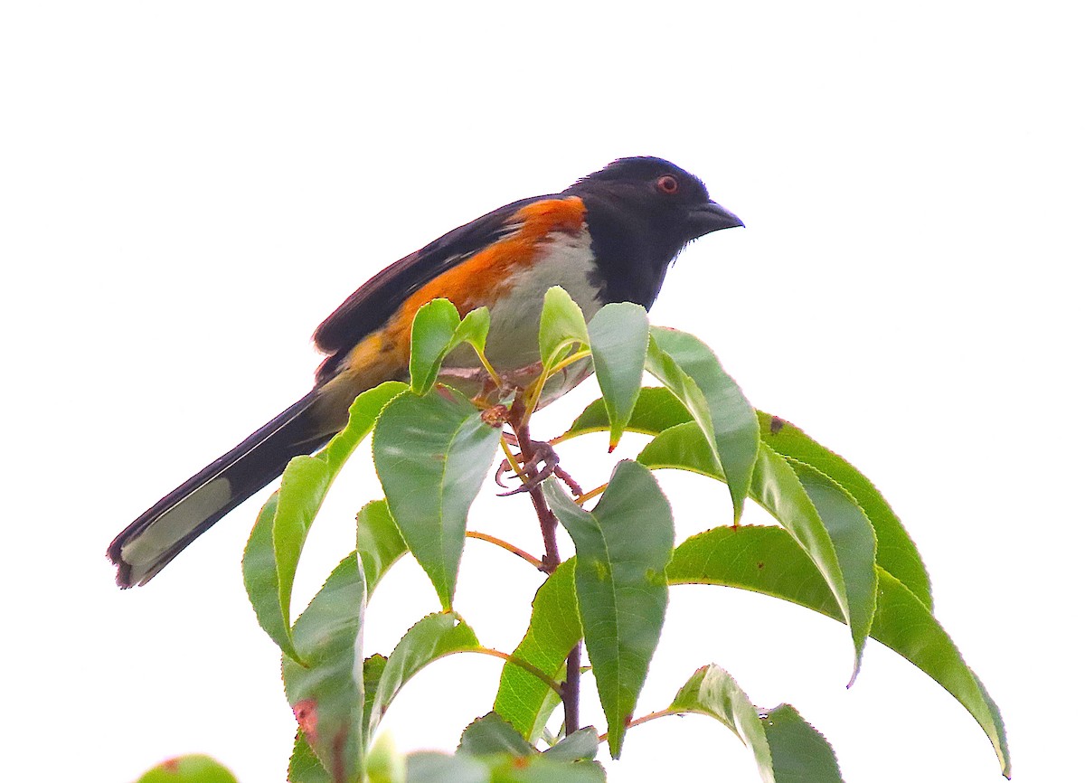 pipilo rudooký - ML621256379