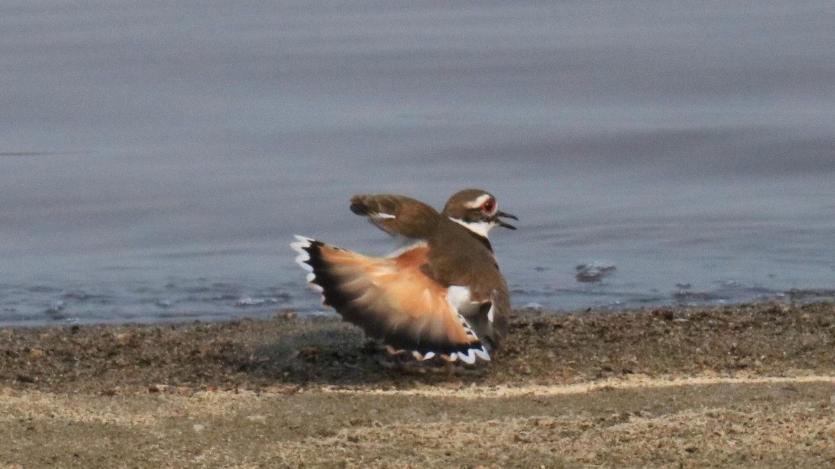Killdeer - ML621256399