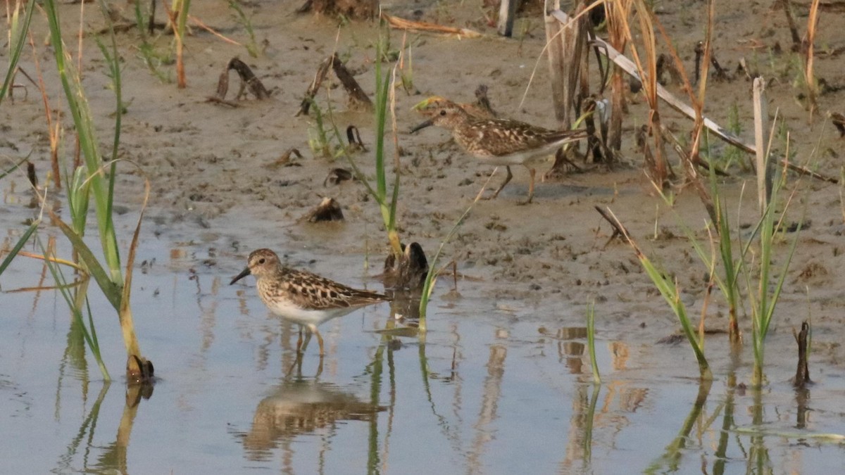 Least Sandpiper - ML621256406
