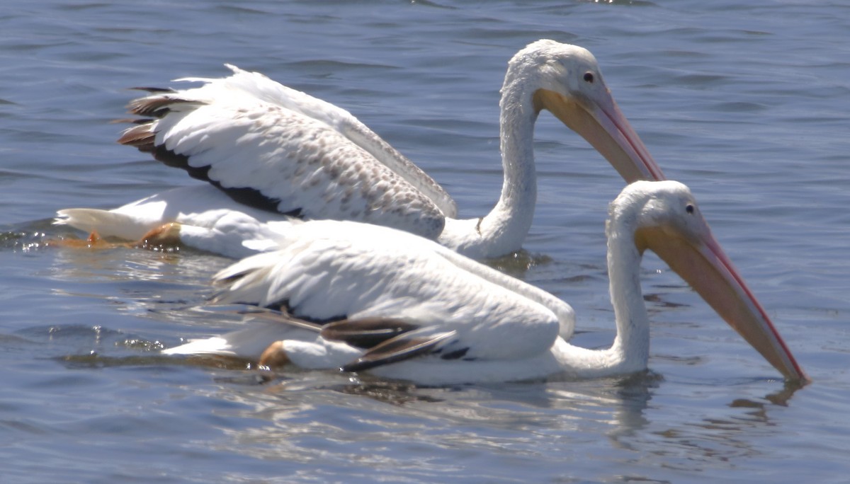 pelikán severoamerický - ML621256415