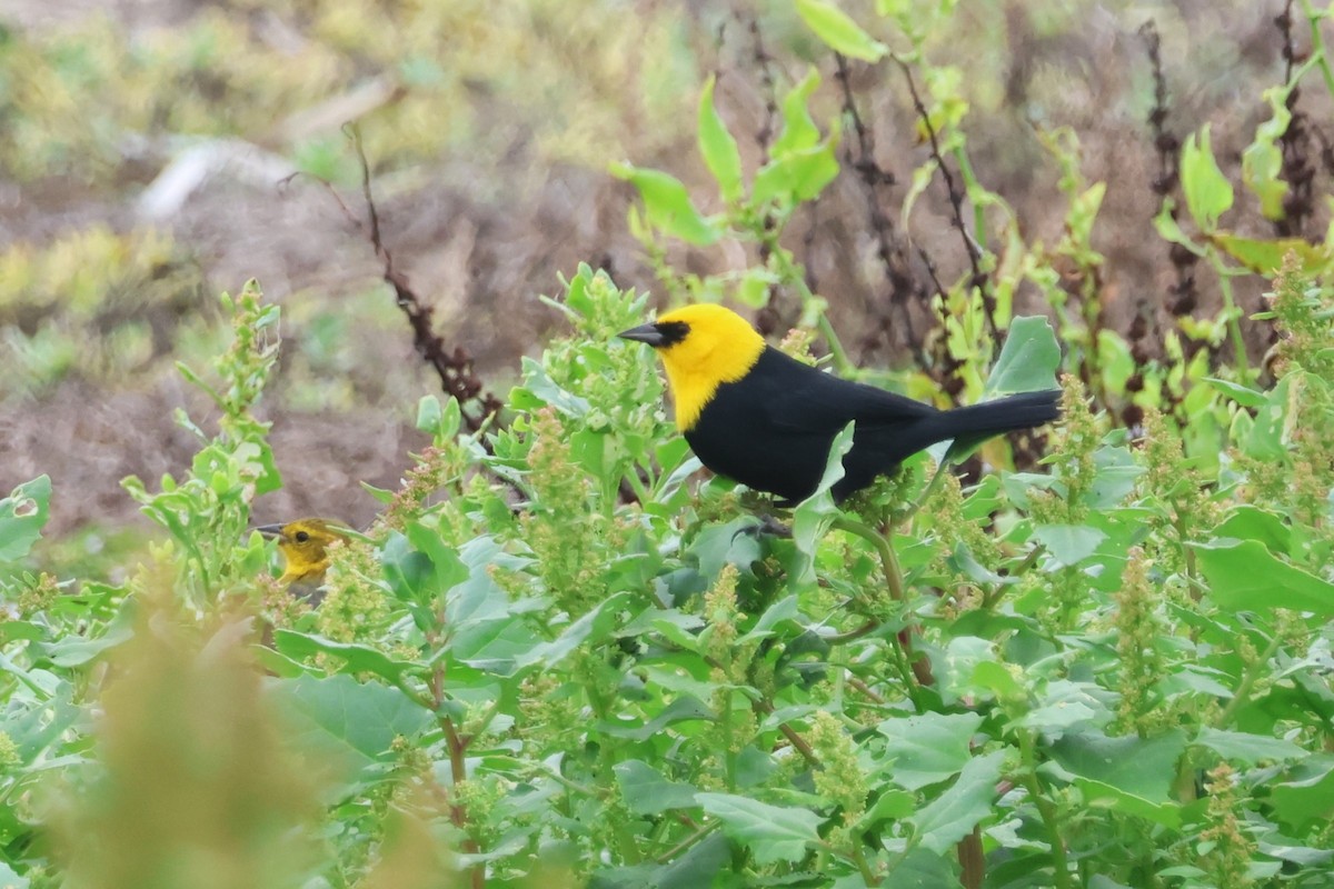 Yellow-hooded Blackbird - ML621256424