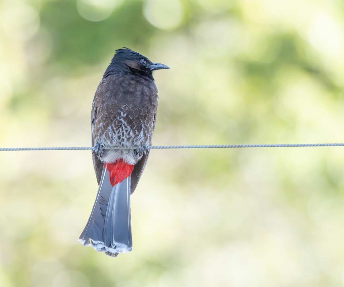 Red-vented Bulbul - ML621256425