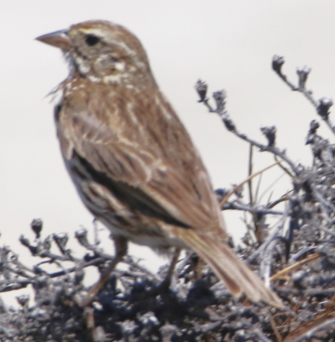 Savannah Sparrow - ML621256428