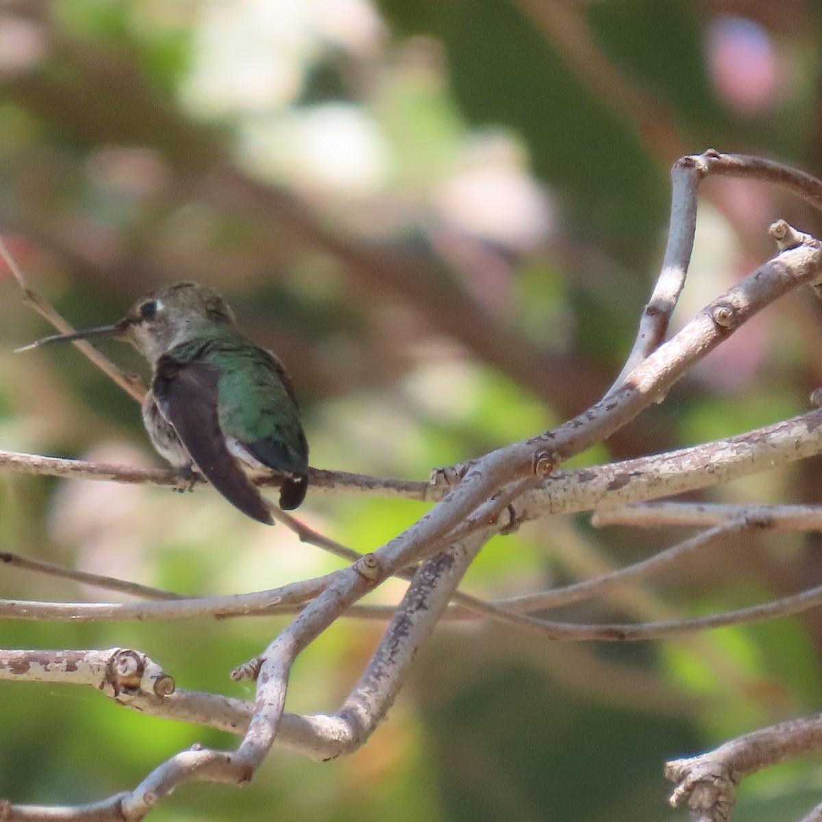 Anna's Hummingbird - ML621256478