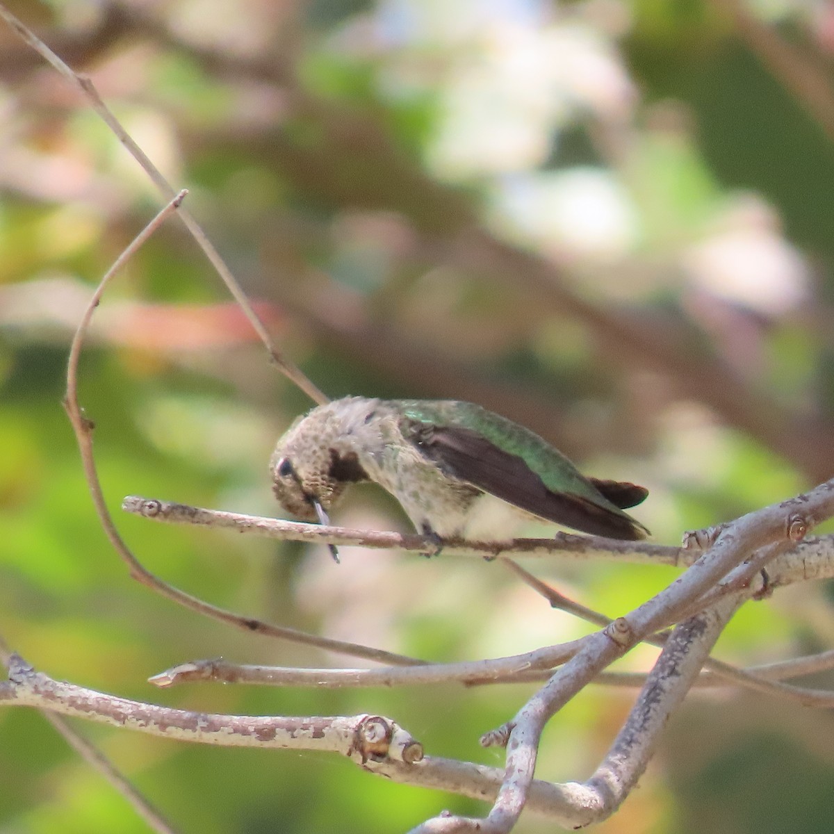 Anna's Hummingbird - ML621256481