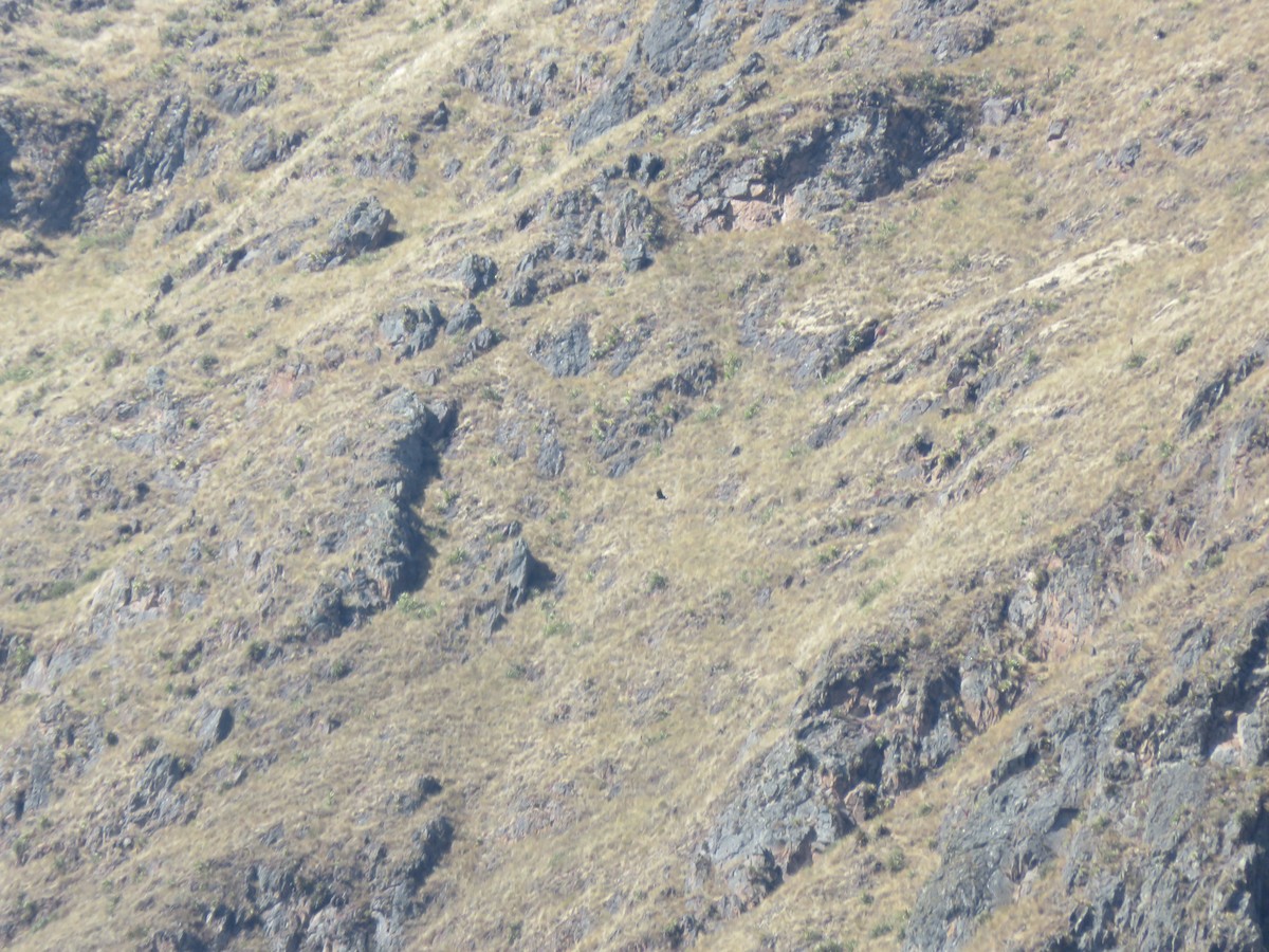 Andean Condor - ML621256509