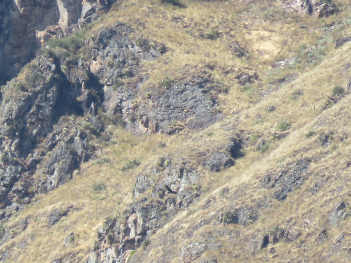 Condor des Andes - ML621256510
