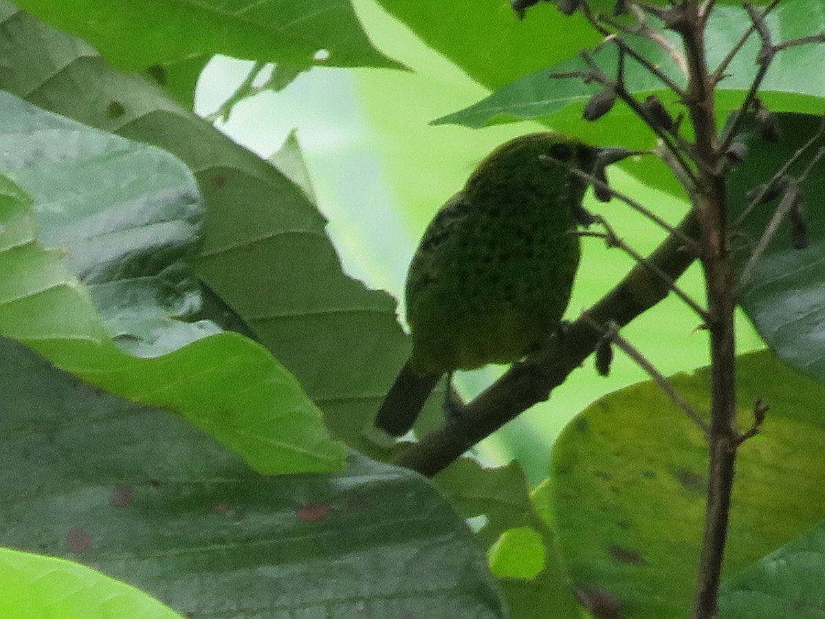 Yellow-bellied Tanager - ML621256517