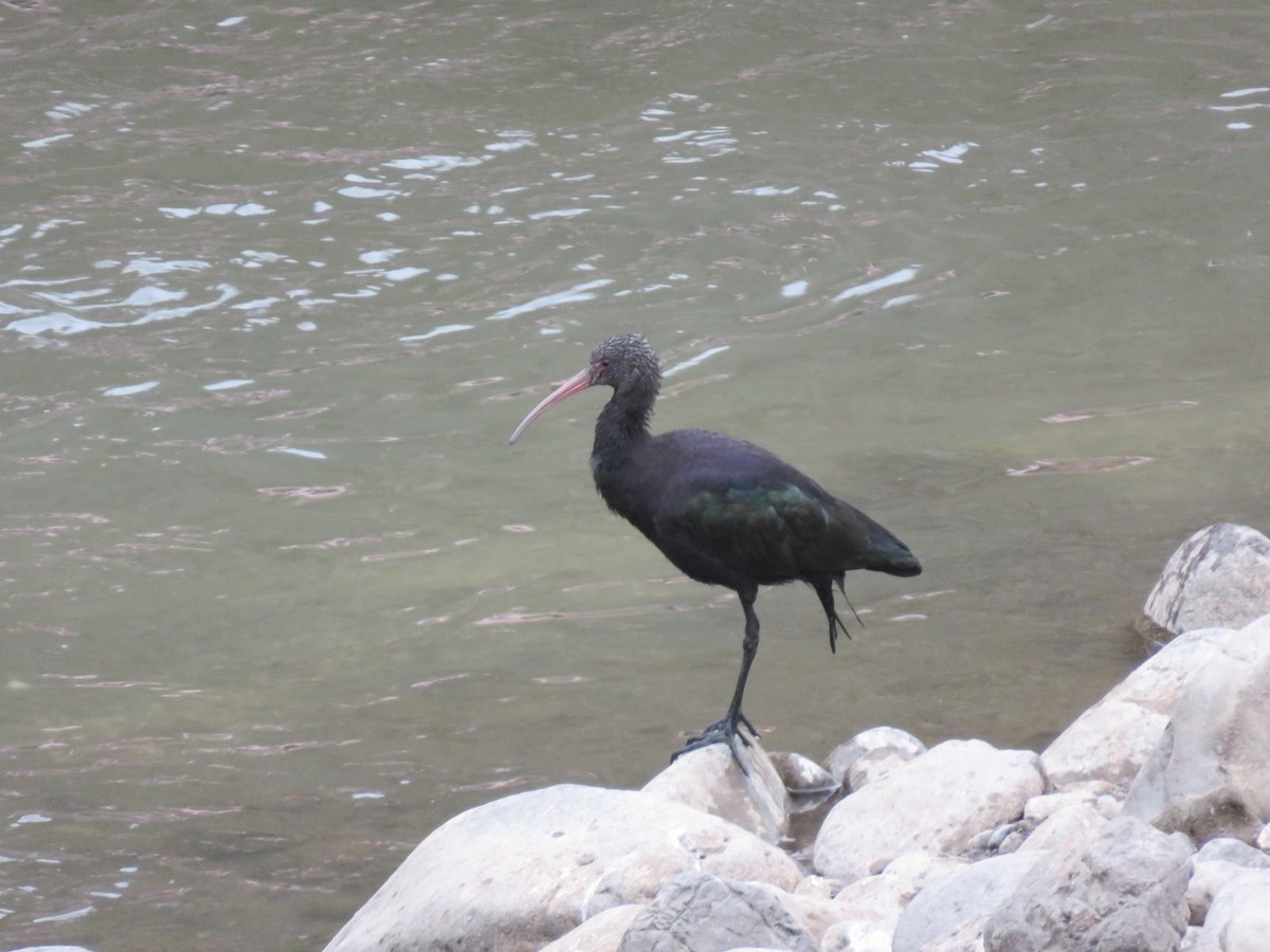 ibis andský - ML621256568