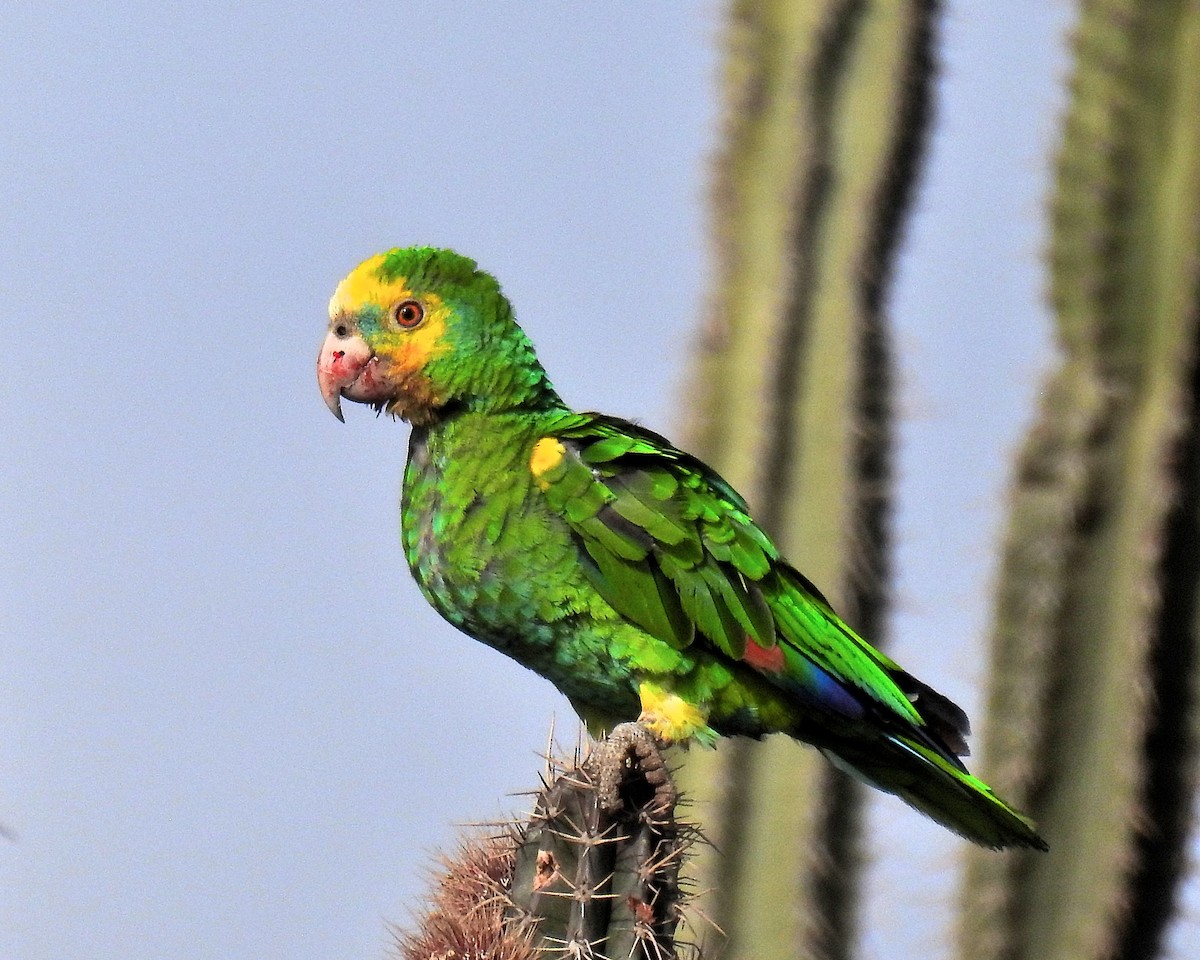 Yellow-shouldered Parrot - ML621256604