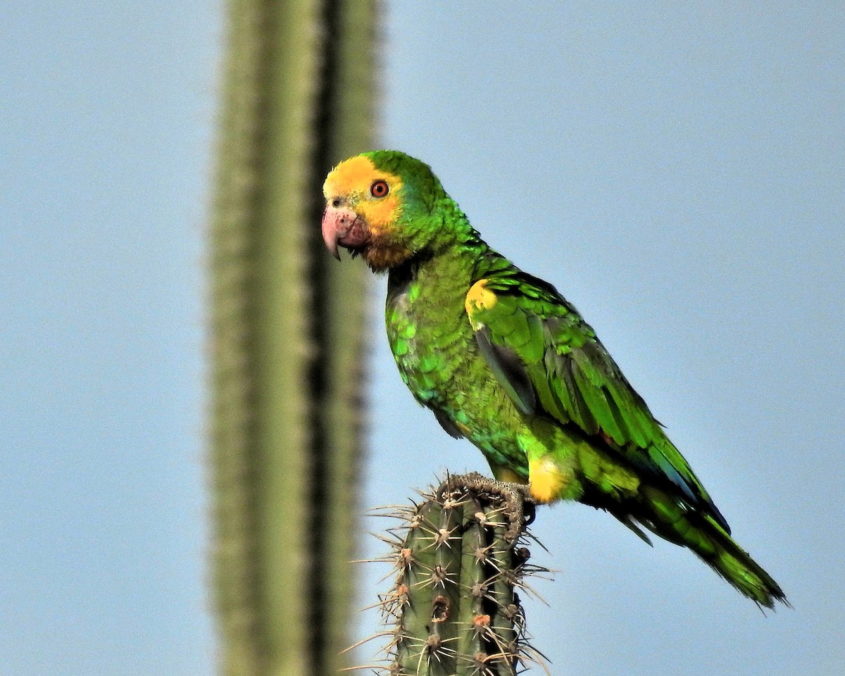 Yellow-shouldered Parrot - ML621256611