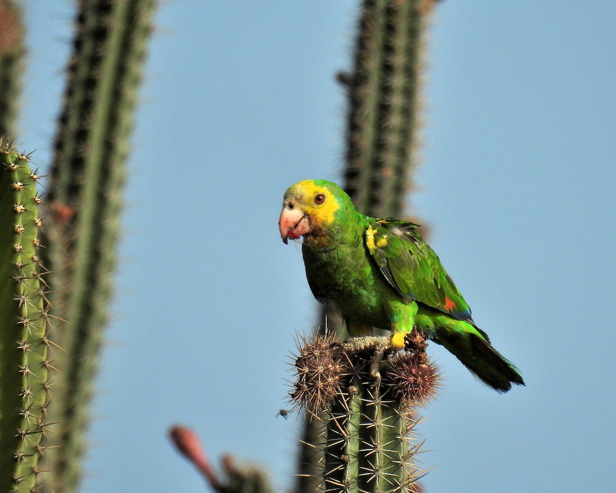 Yellow-shouldered Parrot - ML621256612
