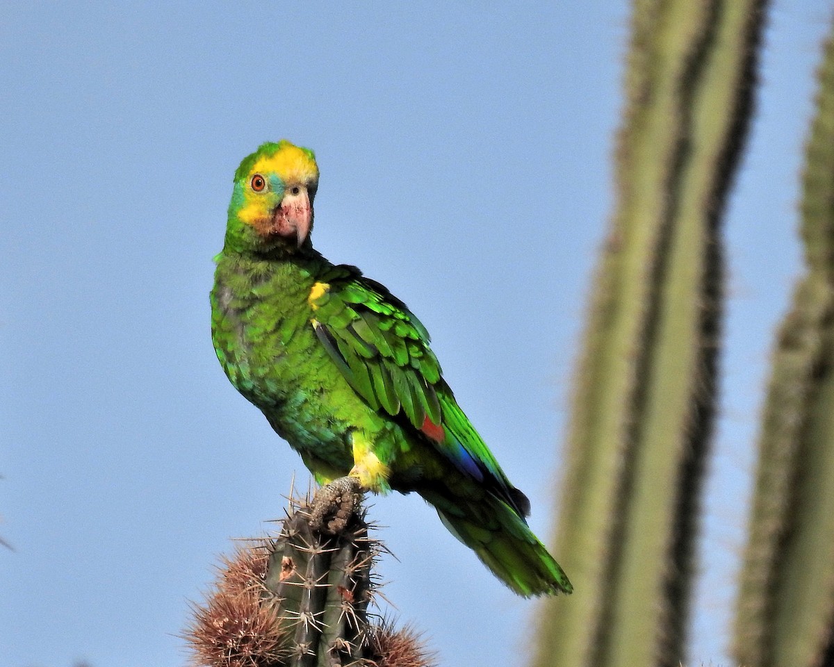 Yellow-shouldered Parrot - ML621256613