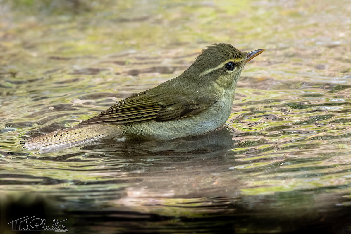 Japanese Leaf Warbler - ML621256731