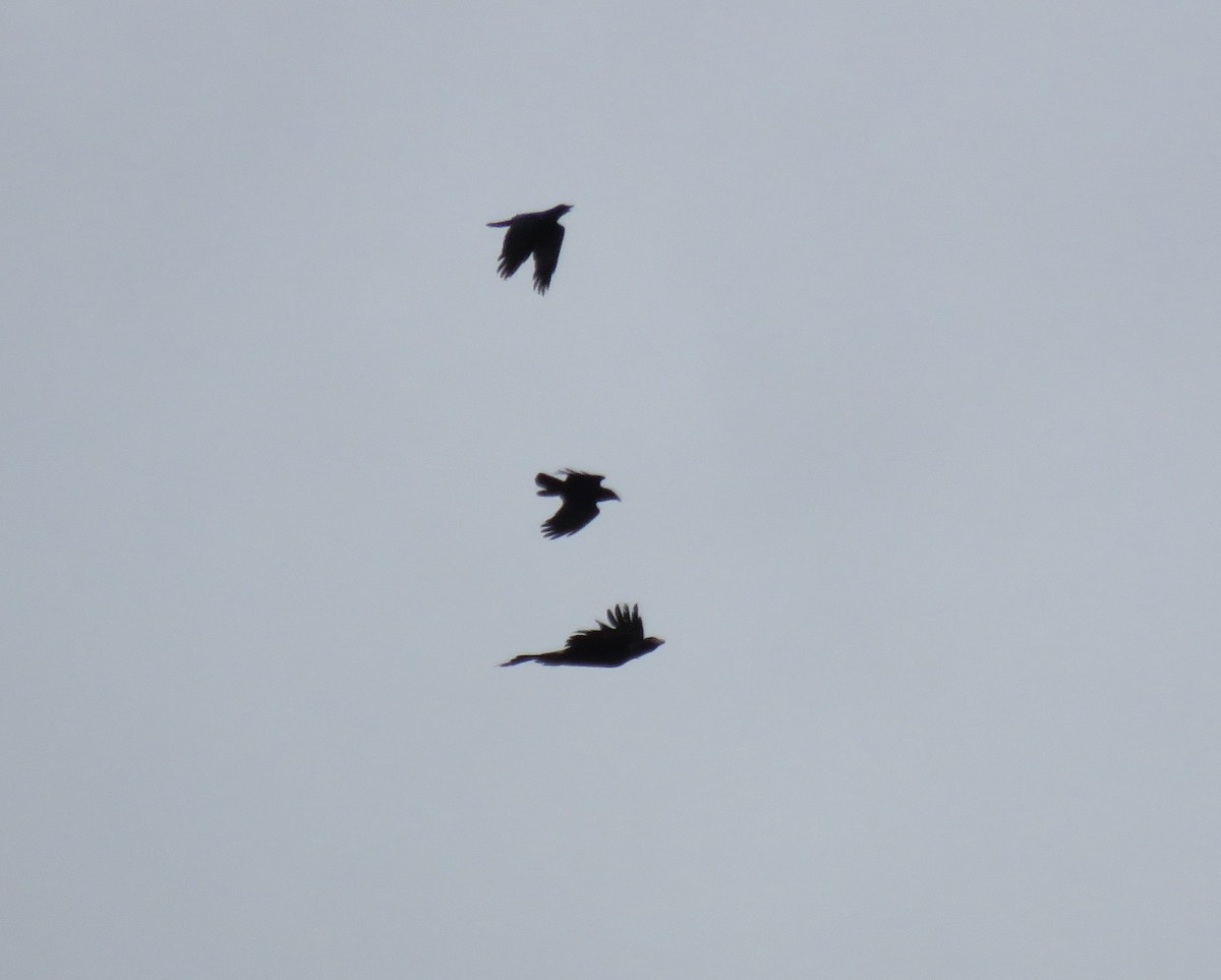Wedge-tailed Eagle - ML621256767
