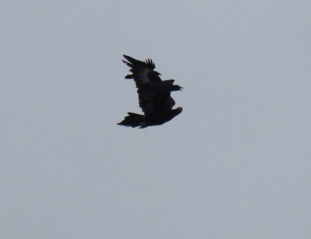 Wedge-tailed Eagle - ML621256768