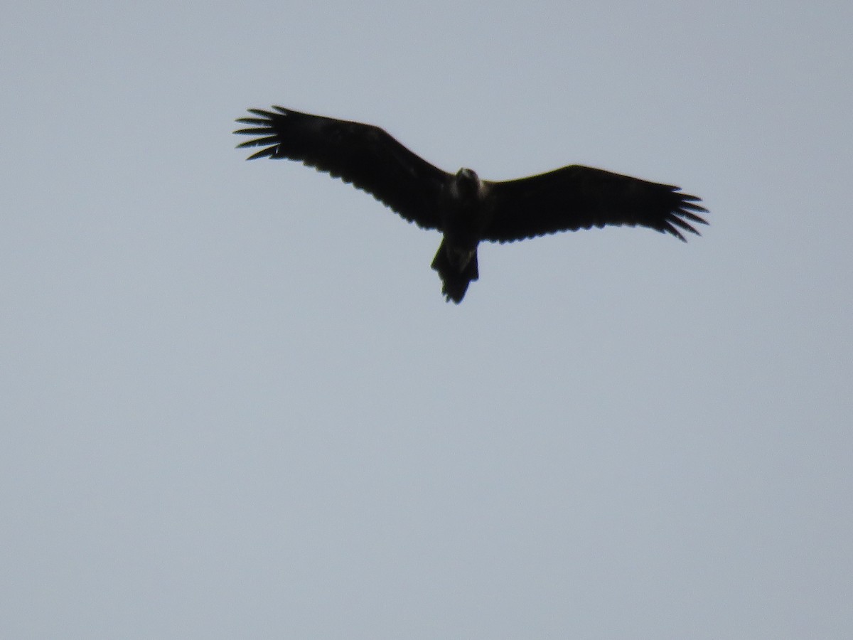 Wedge-tailed Eagle - ML621256769