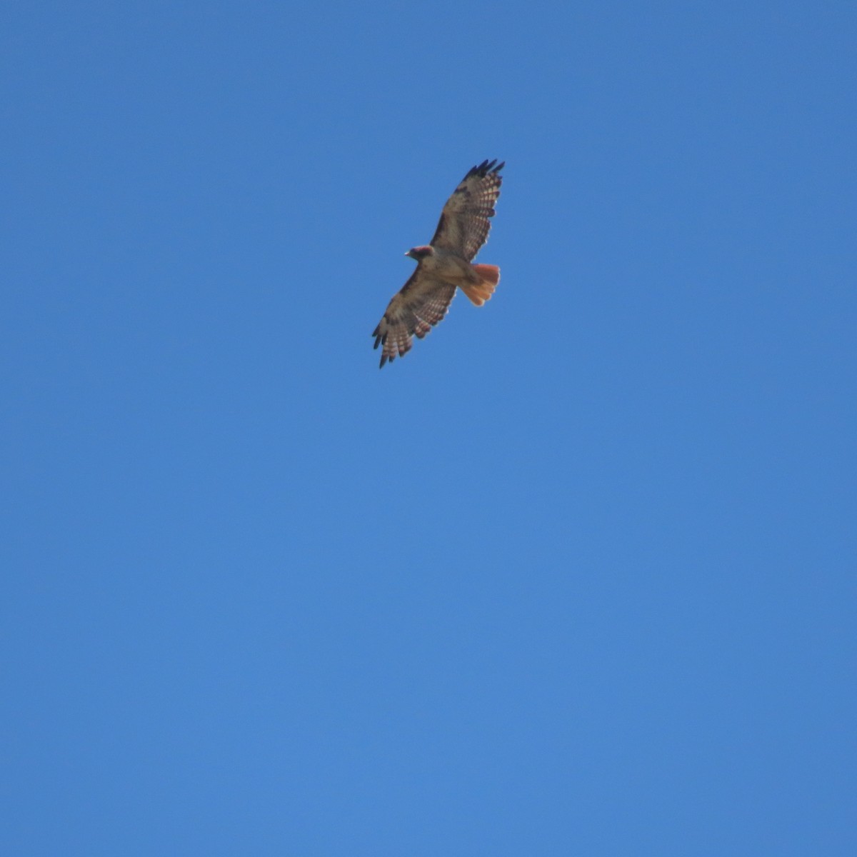 Red-tailed Hawk - ML621256823