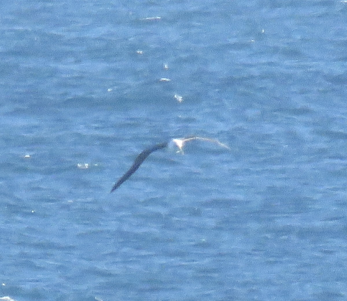 Albatros à cape blanche (cauta) - ML621256845