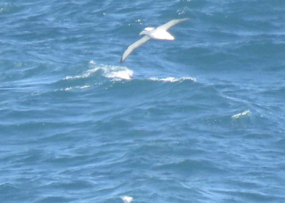 Albatros à cape blanche (cauta) - ML621256846