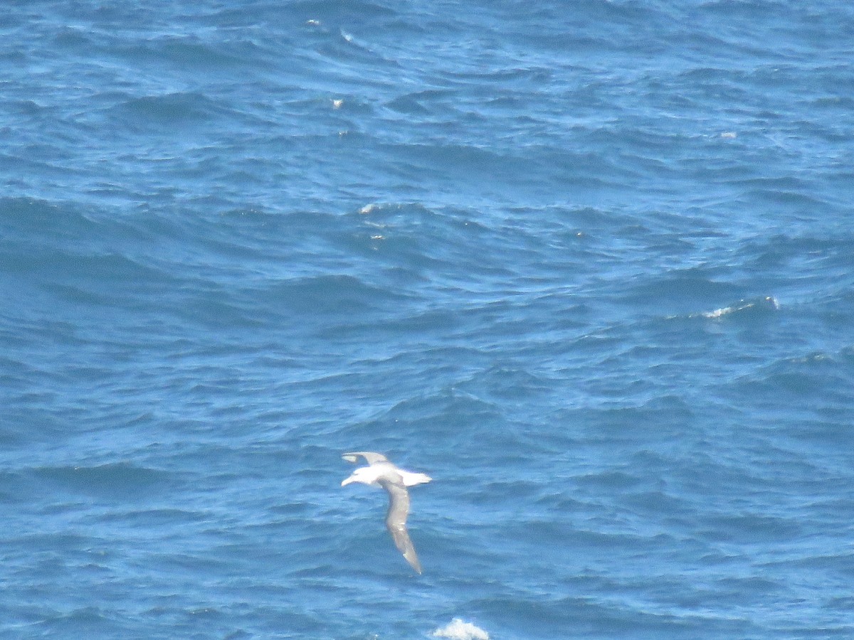 Albatros à cape blanche (cauta) - ML621256848