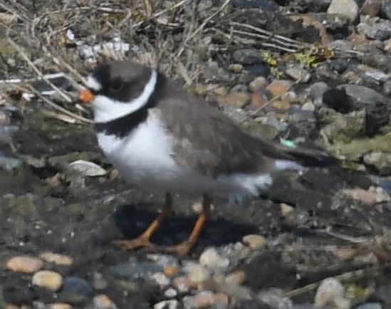 Semipalmated Plover - ML621256852