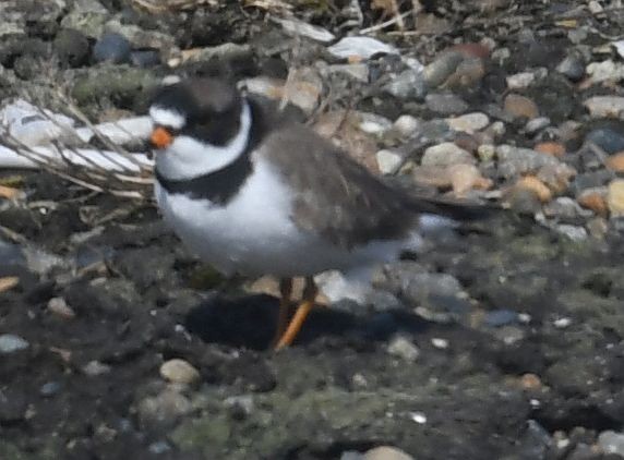 Semipalmated Plover - ML621256853