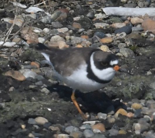 Semipalmated Plover - ML621256854