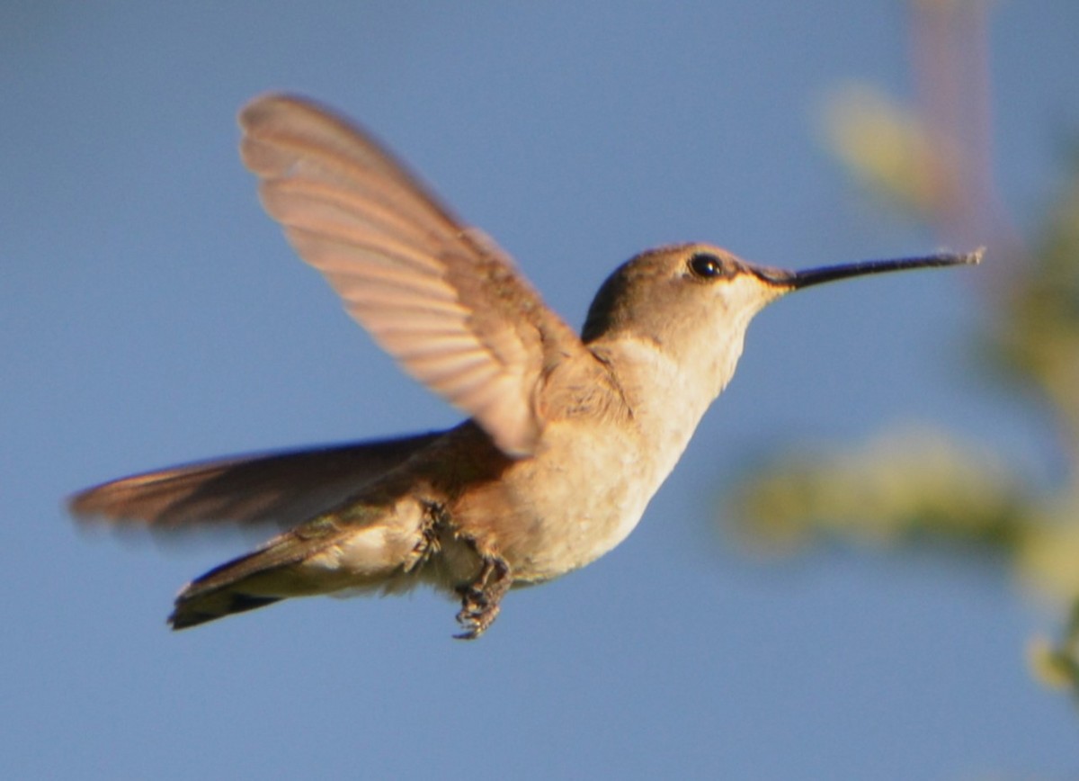 Anna's Hummingbird - ML621256865