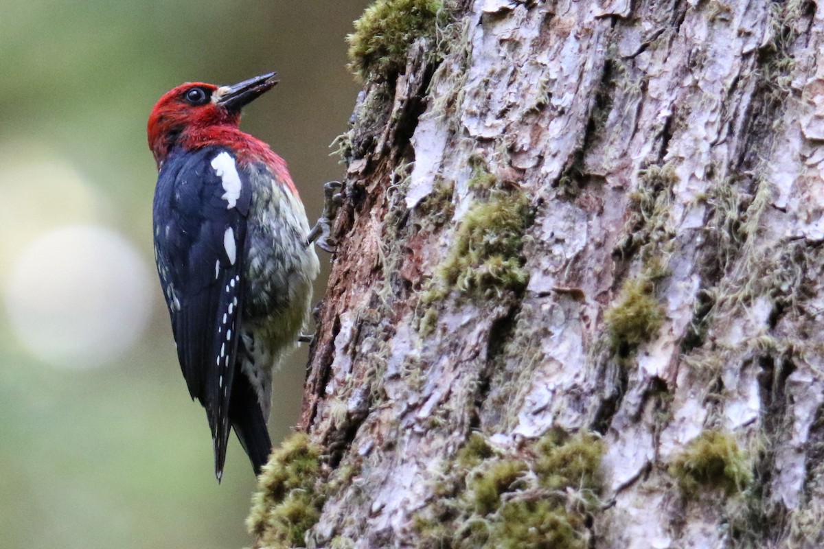 Red-breasted Sapsucker - ML621256878