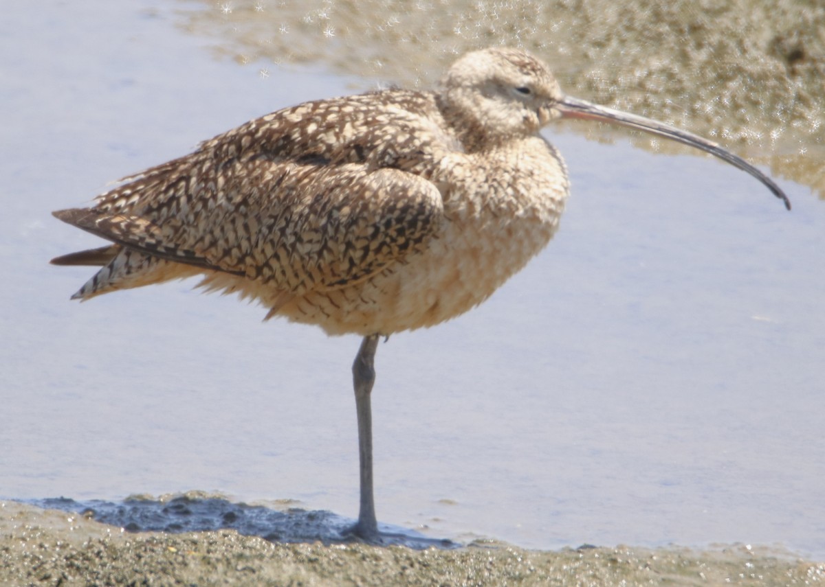 Long-billed Curlew - ML621256894