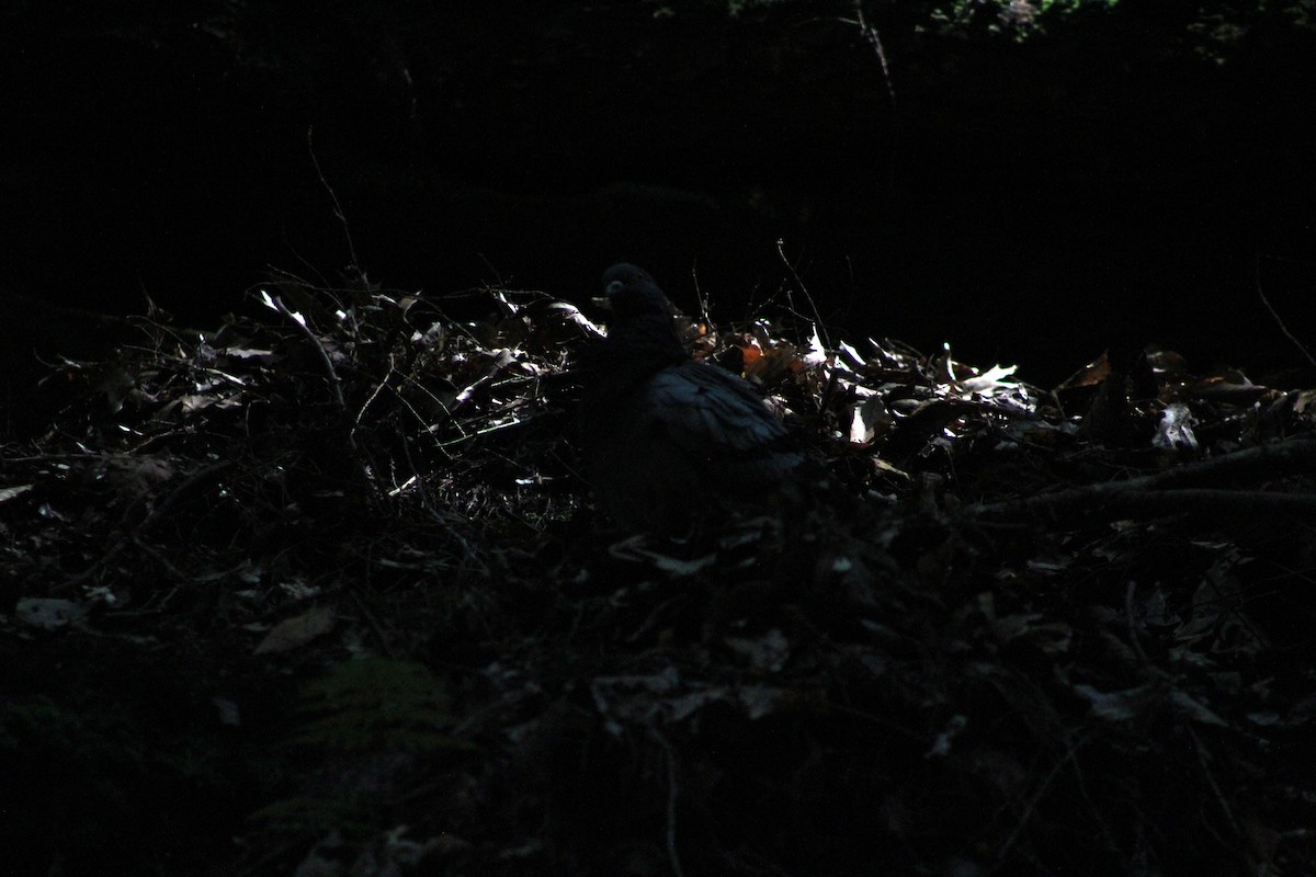 holub skalní (domácí) - ML621256920