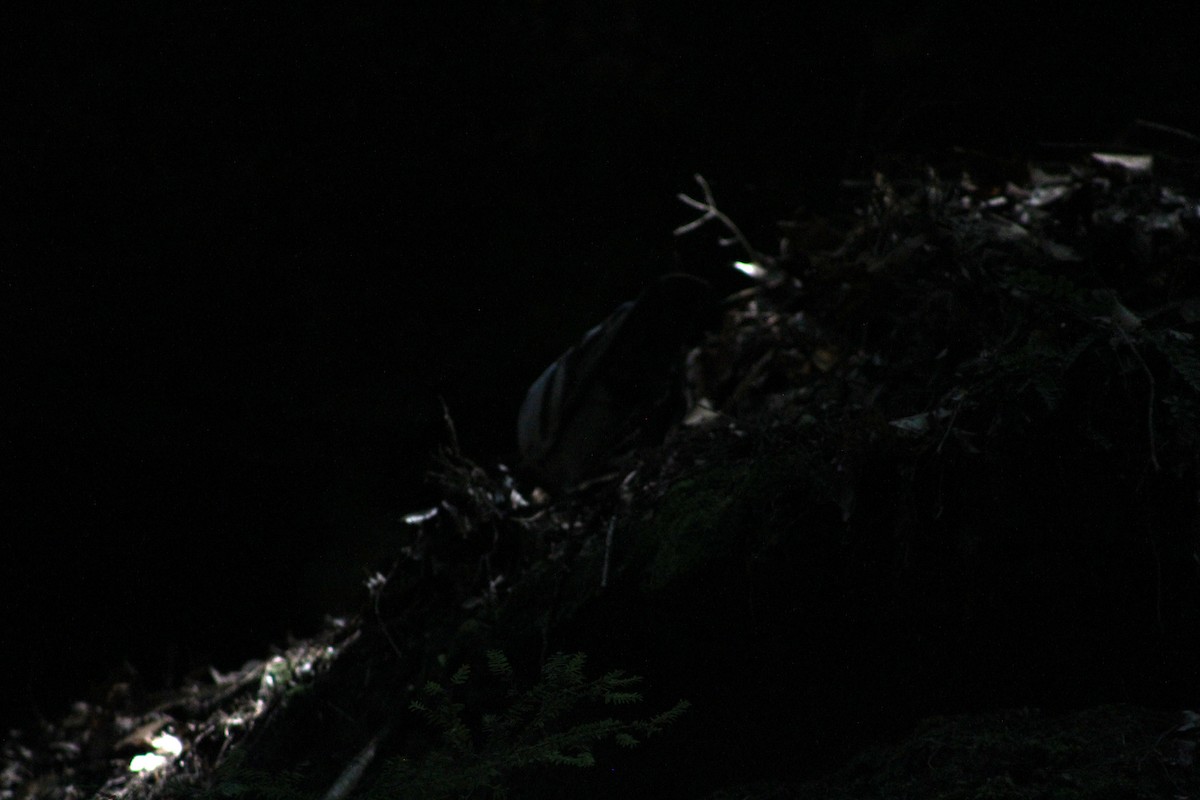holub skalní (domácí) - ML621256925