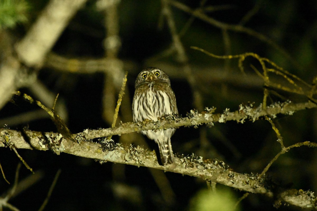 Northern Pygmy-Owl - ML621256931