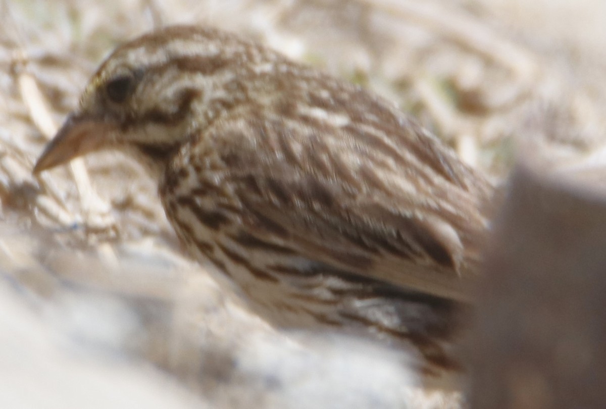 Savannah Sparrow - ML621256947