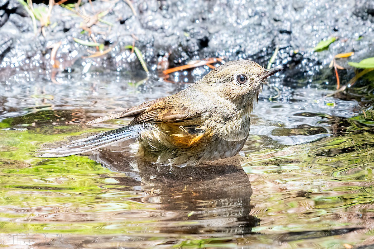 Robin à flancs roux - ML621256969