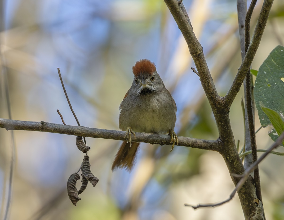 Sooty-fronted Spinetail - ML621257021