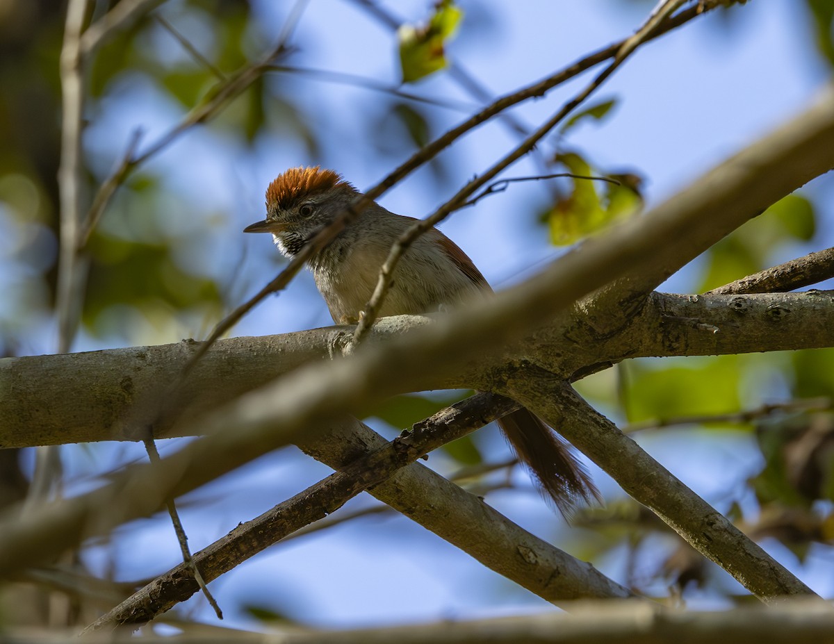 Sooty-fronted Spinetail - ML621257023