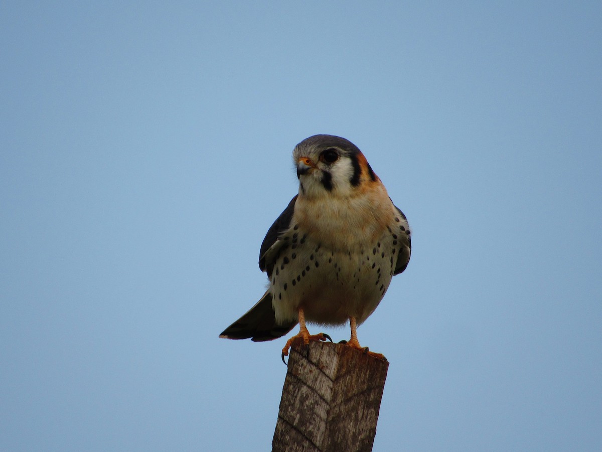 American Kestrel - ML621257034