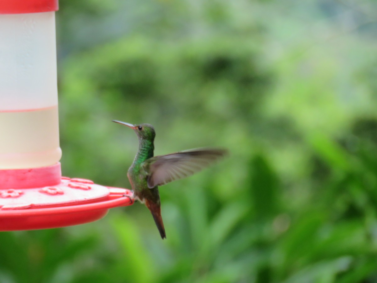 Rufous-tailed Hummingbird - ML621257056