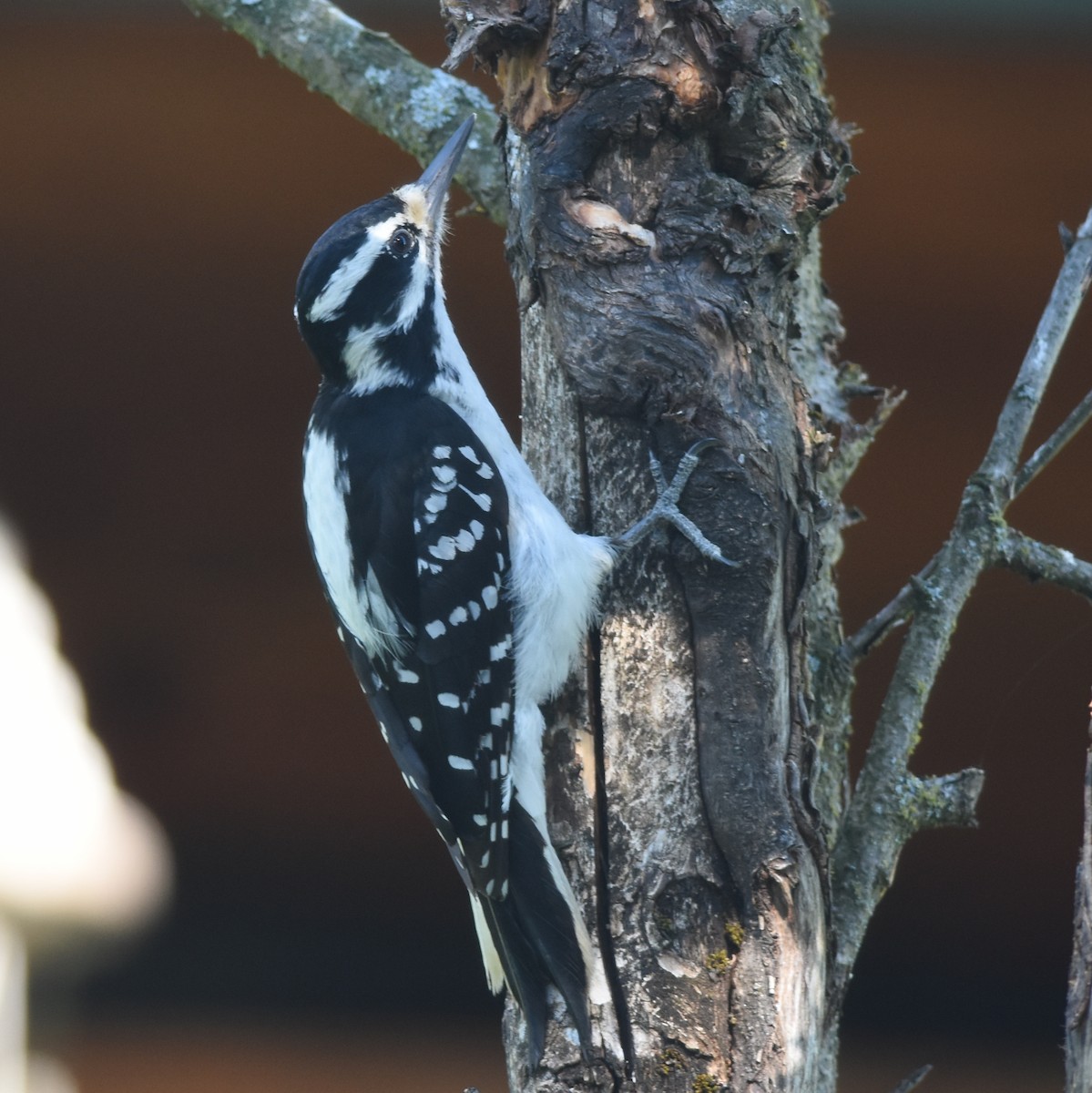 Hairy Woodpecker - ML621257059