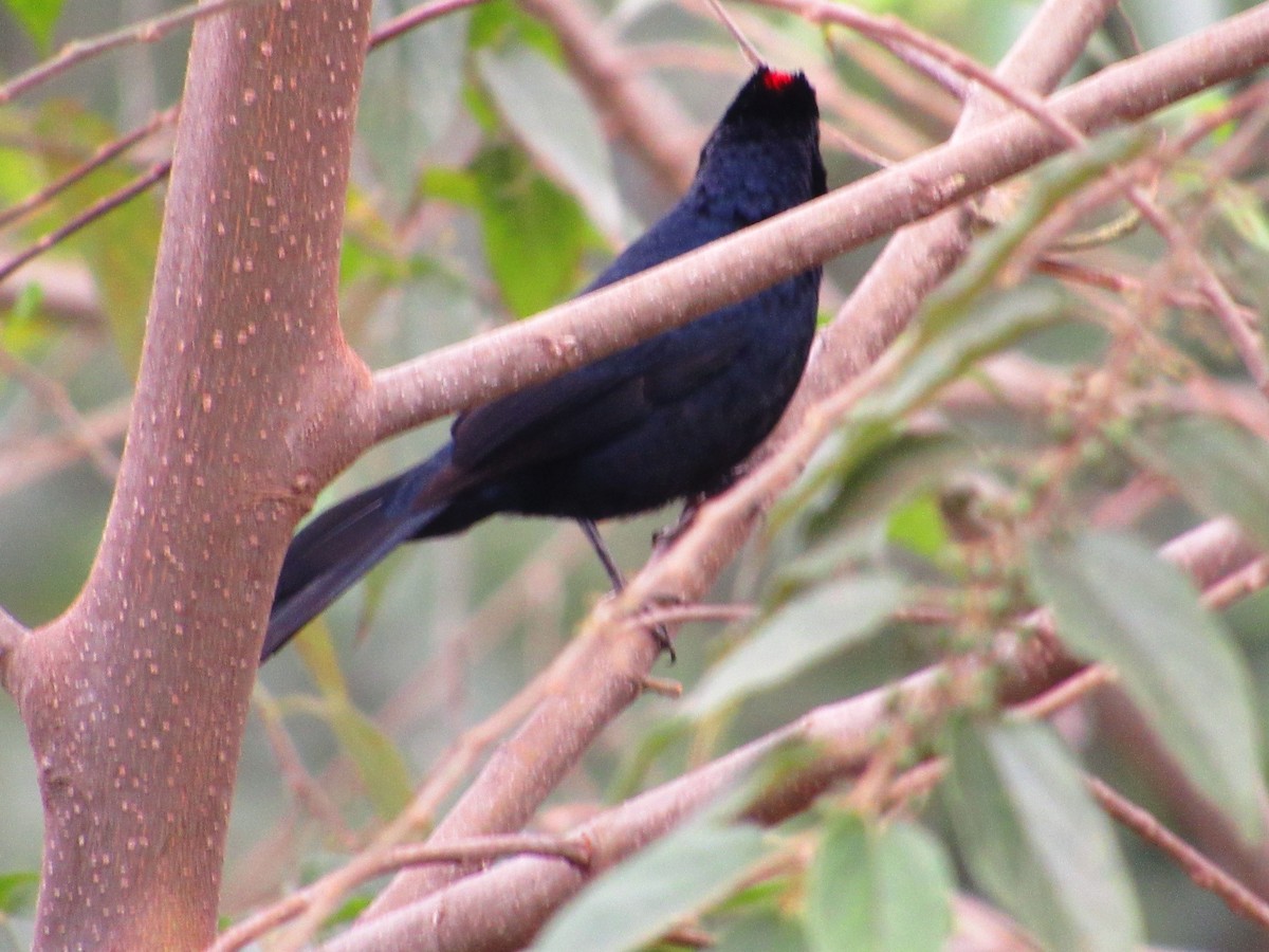 Ruby-crowned Tanager - ML621257069