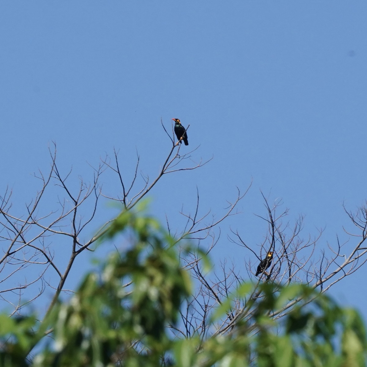 Tenggara Hill Myna - ML621257077
