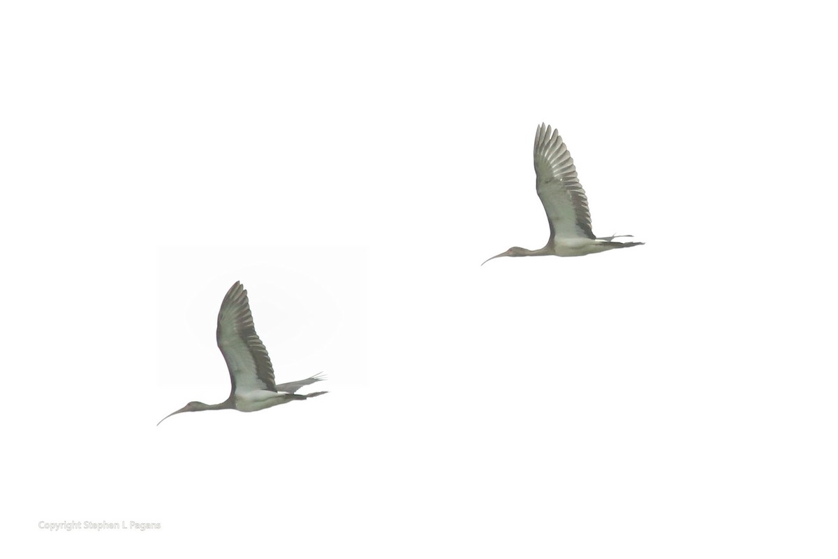 ibis bílý - ML621257106